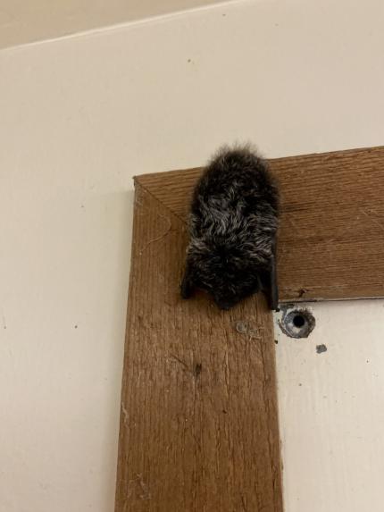 A silver-haired bat on a doorframe