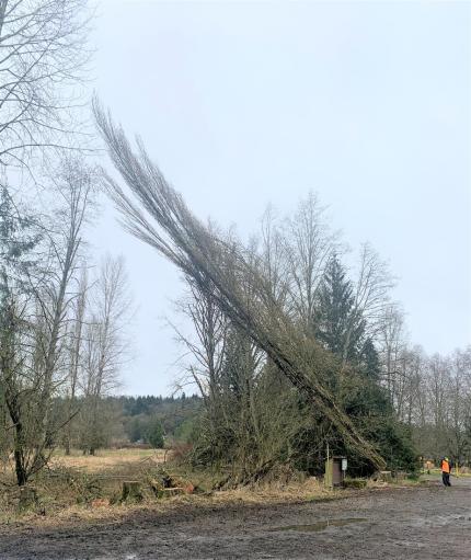 Tree falling to its side