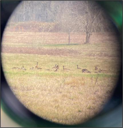 Cackling and dusky geese spotted in a field through a lens