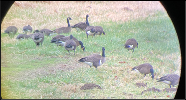 Dusky geese spotted through a lense