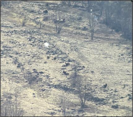 Herd of elk traveling on the Mudflow