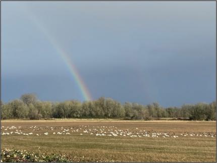 A rainbow across field