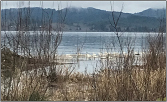 Swans feeding in Columbia River Estuary