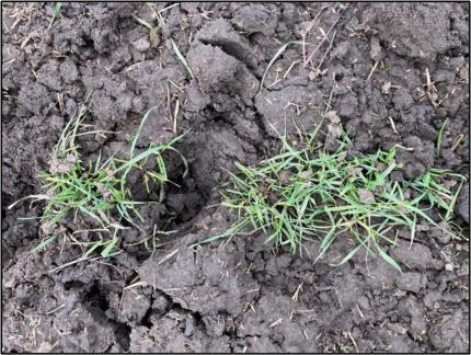 Elk hoof print disrupting wheat