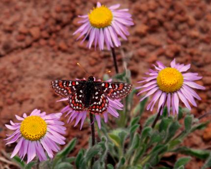 Ancia Checkerspot on Coneflowers