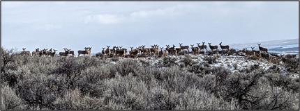 A herd of deer on the crest of a hill