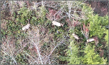A top-down view of traveling elk.