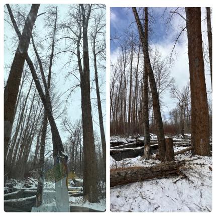A before and after shot after a hazardous tree was removed