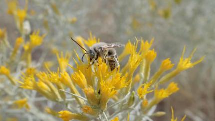 Discover Eastern Washington | Washington Department Of Fish & Wildlife