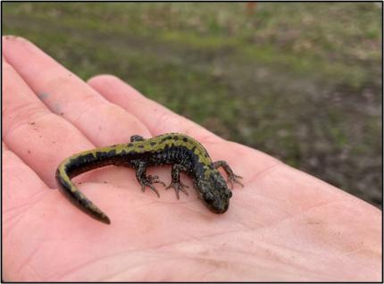 A long toed salamander on a palm.