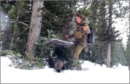 A fisher being released from a lynx trap