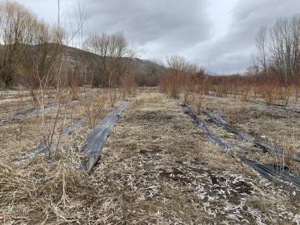 A riparian restoration area near Yakima River