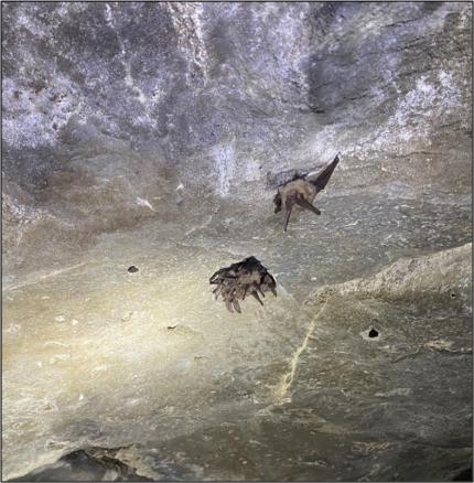 Bats on cave cieling