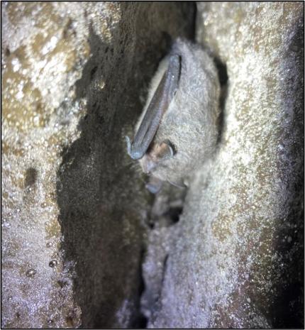 Bat along cave cracks