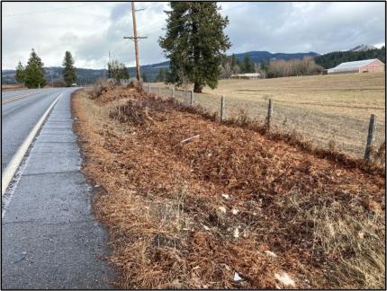 Injured elk at the base of a telephone pole