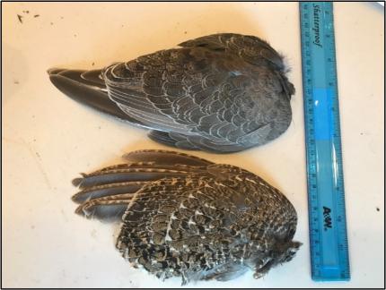 The wings of two different grouse