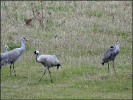Three common cranes