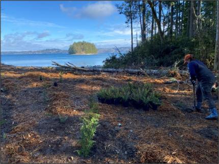 A Washington Conservation Corp member planting a swordfern