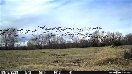 A flock of cackling Geese flying over hidden rocket net