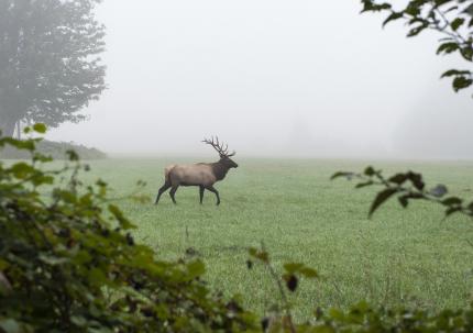 Skagit Valley bull elk in fog