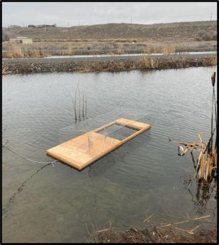 A floating trap in a pond