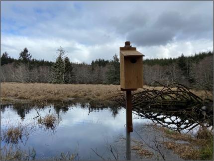 A wooden duck box near water.