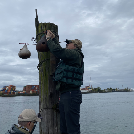 Biologist Smith and volunteer maintaining over water purple martin gourds.