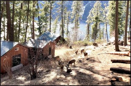 A handful of deer traveling near some structures.