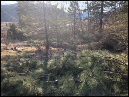 Felled ponderosa pine at the Similakmeen-Chopaka Unit.