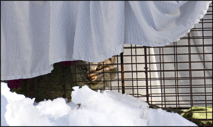 A lynx inside of a cage.