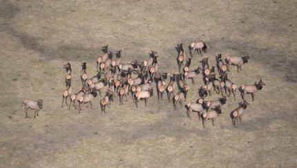 Elk herd counted during the 2023 North Cascades elk herd survey 