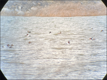 A group of canvasbacks and a mallard spotted through a lens.