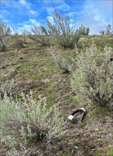 A mule deer collar on the ground.