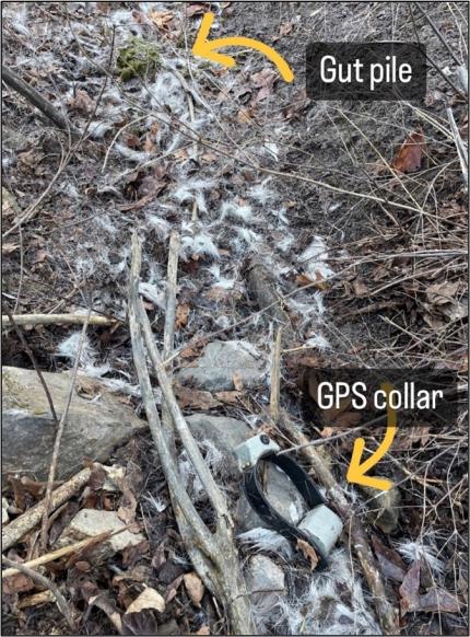 Deer hair, gut pile, and GPS collar on the ground.
