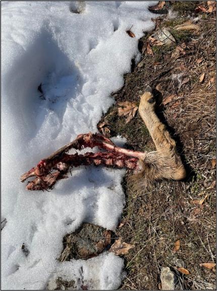 The leg of a deer.