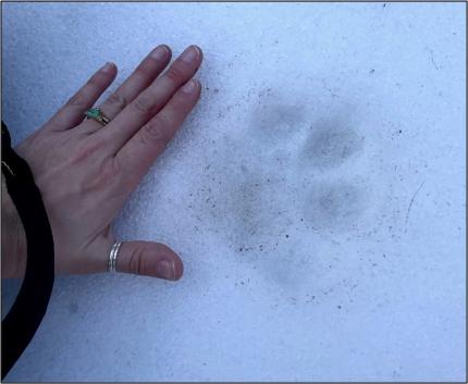 A fresh cougar print in the snow.  Hand for scale.