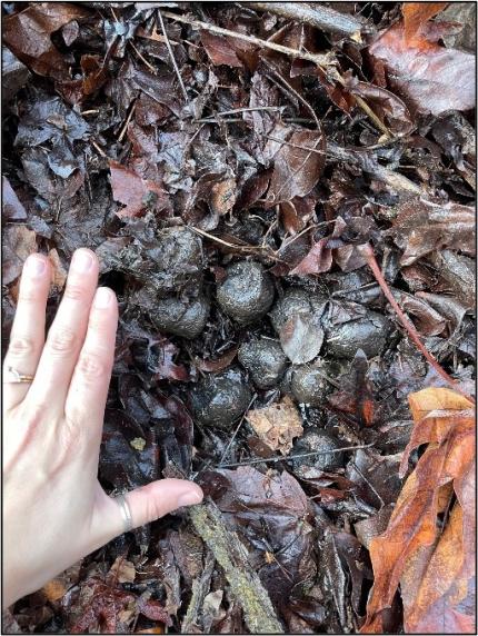 A pile of cougar scat.