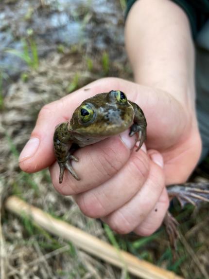 Adult Oregon spotted frog 