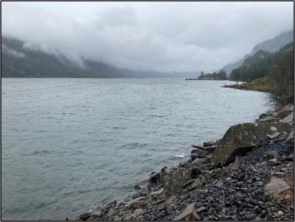 Area along the Columbia where the injured eagle was last reported to have been seen.