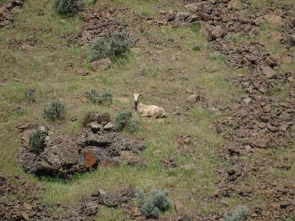 A collared ewe in Yakima Canyon.