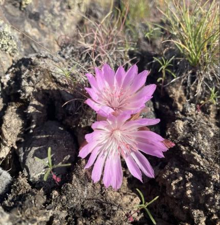 A bitterroot plant.