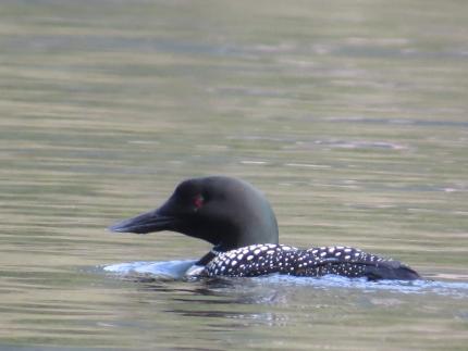 Common loon on nesting lake in King County.