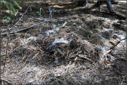 A cache made of pine needles and deer hair.