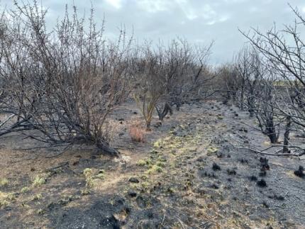Native shrub plots badly burned in the Clark Pond fire