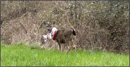 Deer with feed sack around her neck. Photo provided by the landowner.