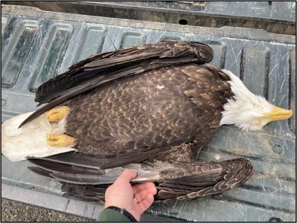 Deceased bald eagle with burn marks to the underwing from power line contact