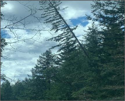 Jackson Lake, Douglas fir