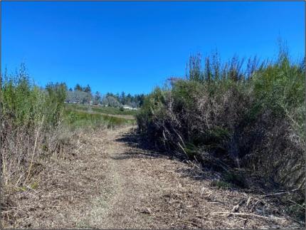 Scotch broom at the South Puget Sound Unit, before