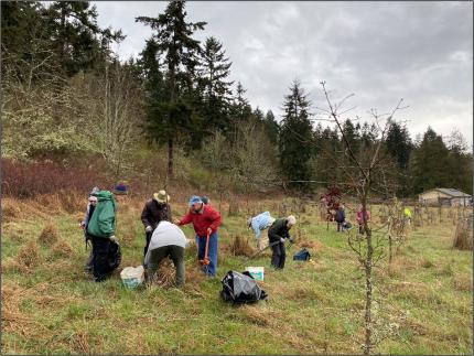 Volunteers removing protective cages from planted oaks.
