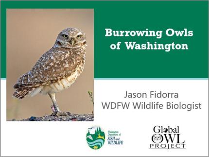 Burrowing owls of Washington